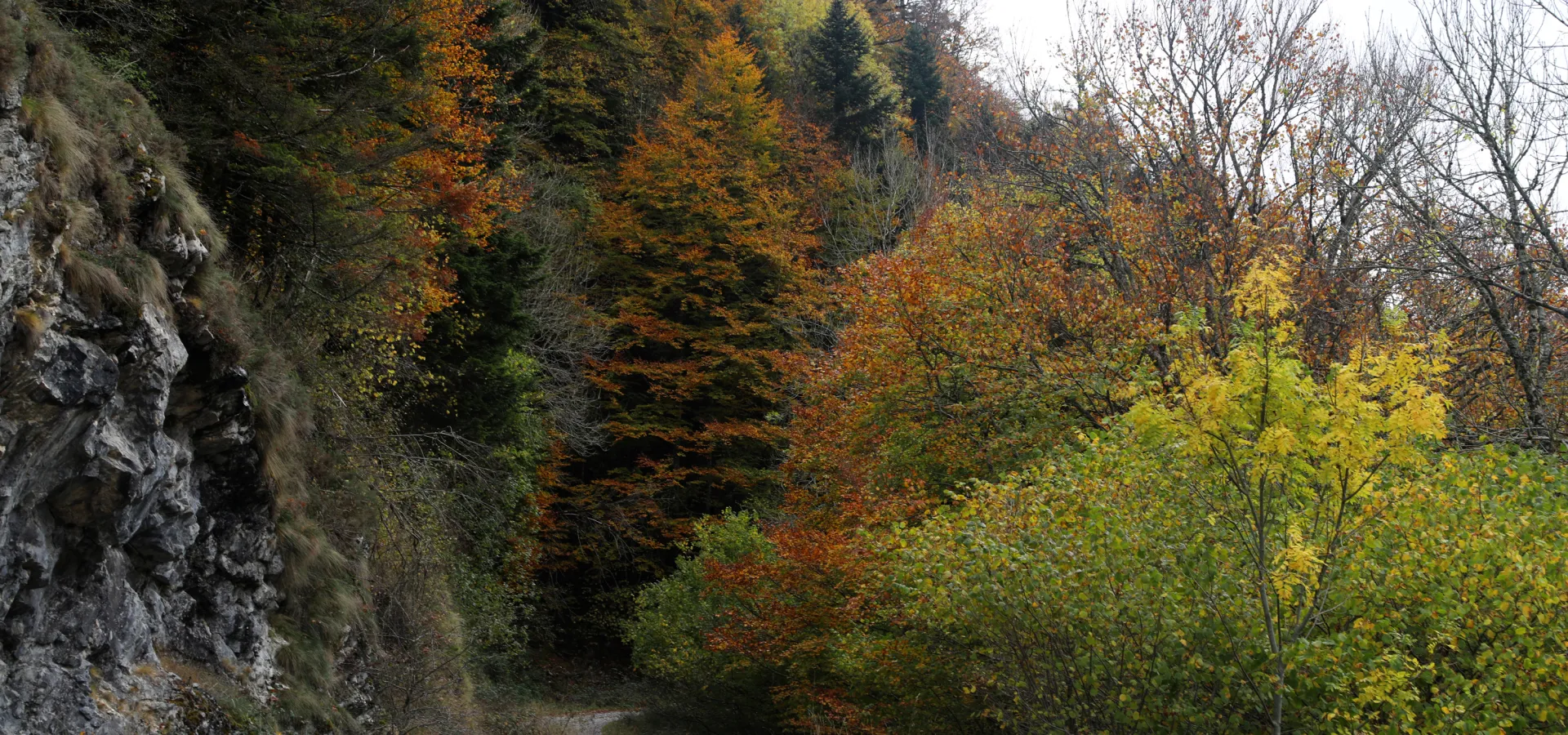 Sendero de tierra entre hayedo otoñal en Selva de Irati, Pirineo navarro.