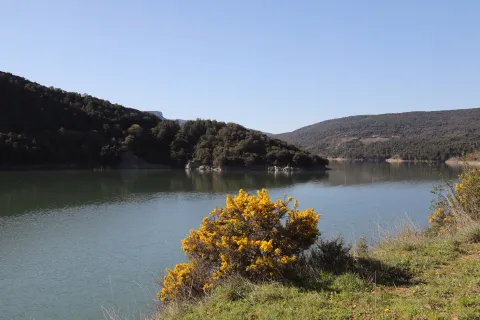 Embalse de Itoitz rodeado de bosque de hayas y abetos, con arbusto de flores amarillas en primer plano y montañas boscosas al fondo.