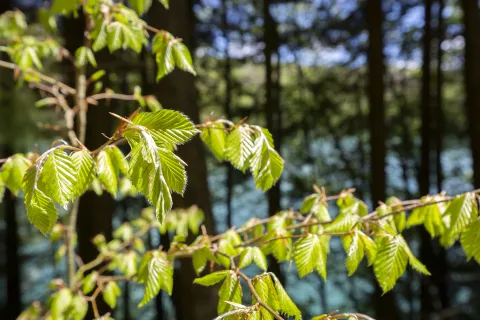 Selva de Irati