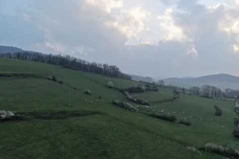 Prado verde con rebaño de ovejas blancas pastando en valle de Atez.
