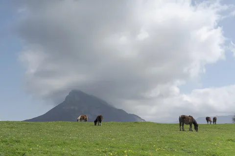 Caballos y pottokas pastando en prado verde del Valle de Ergoiena.