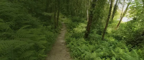 bosque