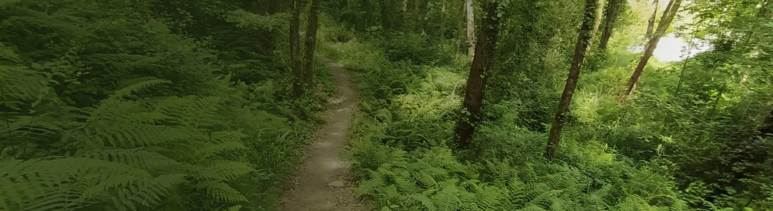 bosque