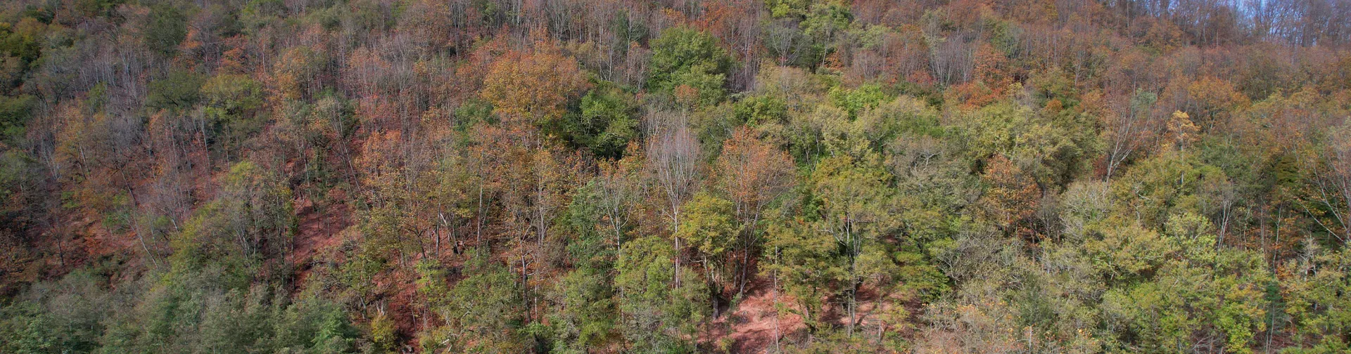 Bosque mixto en otoño con arquitectura tradicional al pie de la montaña en el Parque Natural de Bertiz.