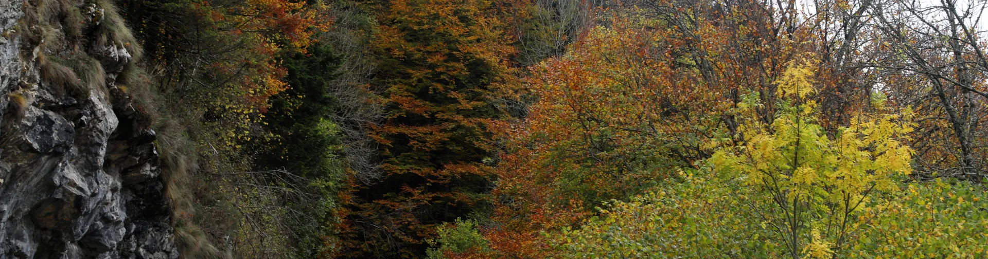 Sendero de tierra entre hayedo otoñal en Selva de Irati, Pirineo navarro.