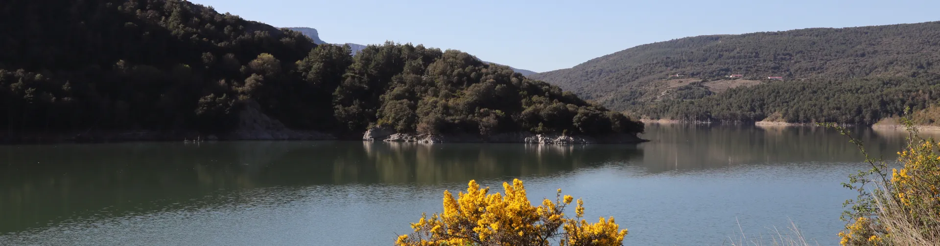 Embalse de Itoitz rodeado de bosque de hayas y abetos, con arbusto de flores amarillas en primer plano y montañas boscosas al fondo.