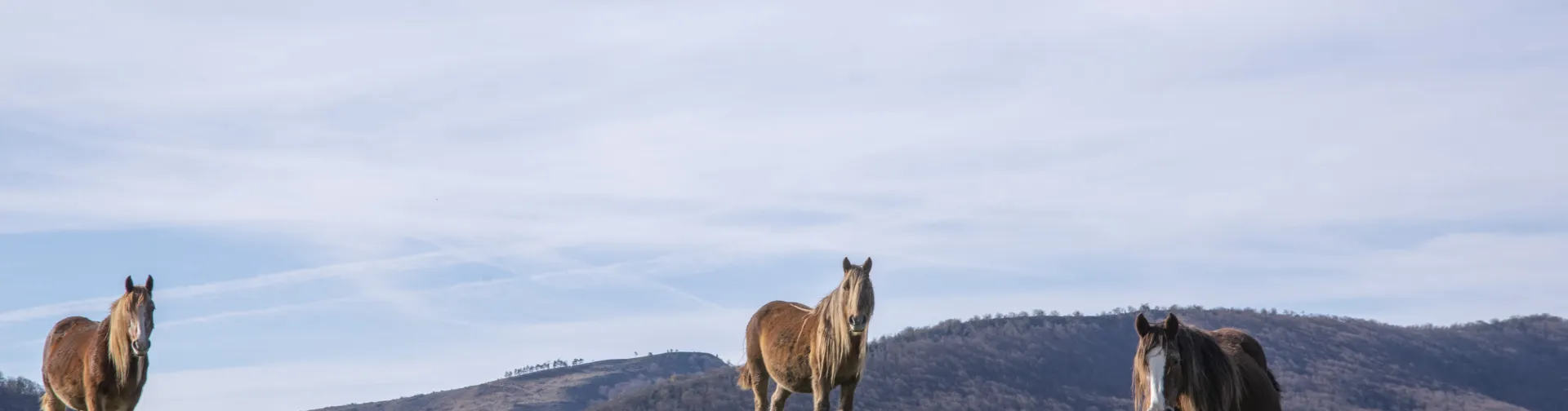 Tres caballos en pastizal de montaña baja del Valle de Atez, con bosque al fondo.