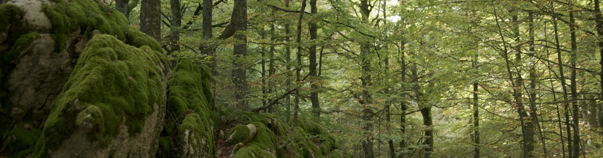 Hayedo con rocas musgosas en el Valle de Belagua, Pirineo de Navarra, sotobosque húmedo y sendero de tierra.
