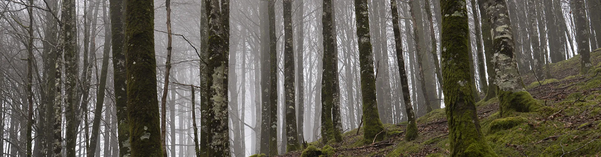 Hayedo en ladera con niebla, troncos colonizados de musgo verde en Valle de Esteribar, Pirineo de Navarra.