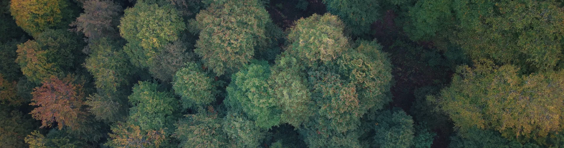 Bosque de otoño en el Valle de Ultzama en transición cromática, vista aérea.